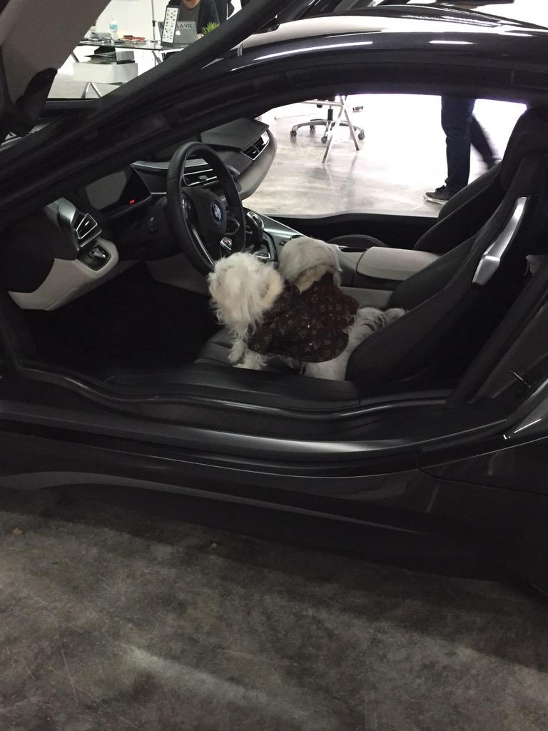 Happy #NationalDogDay! 🐶 #BMWi8