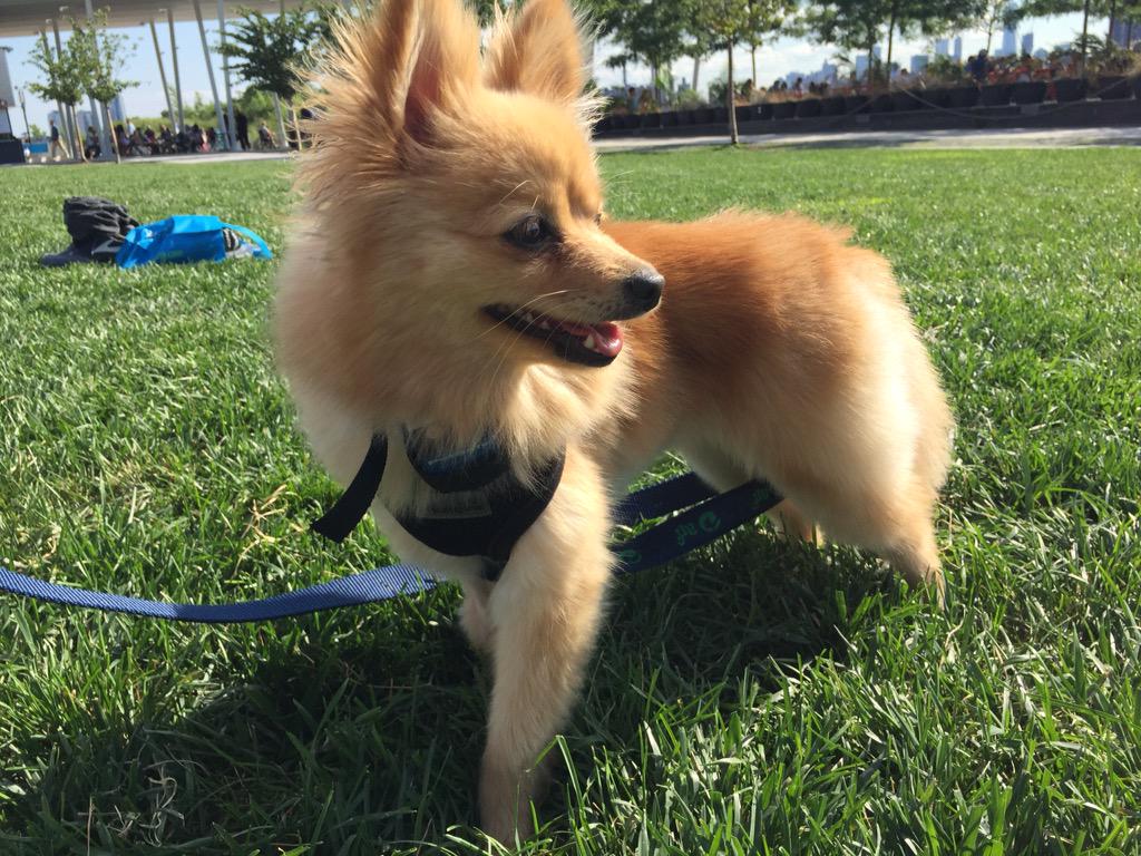 LenaRockerHall's tweet photo. Also @joshgroban it's #NationalDogDay #ziggygram http://t.co/sgdGChAIAM