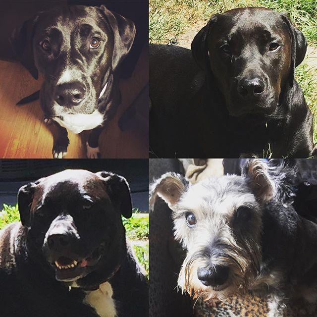 poshonabudget's tweet photo. We love that there is a National Dog Day 🐾🐾🐾 #my4pack #dog #dogs #poshonabudget @poshonabudget #dogsofinstagram #pi… http://t.co/fFzDoyCNOJ