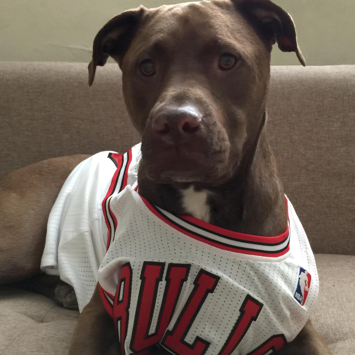 chicagobulls's tweet photo. Happy #NationalDogDay! Celebrate with us by sharing your favorite picture of your four-legged friend in #Bulls gear! http://t.co/CQI343sg3n