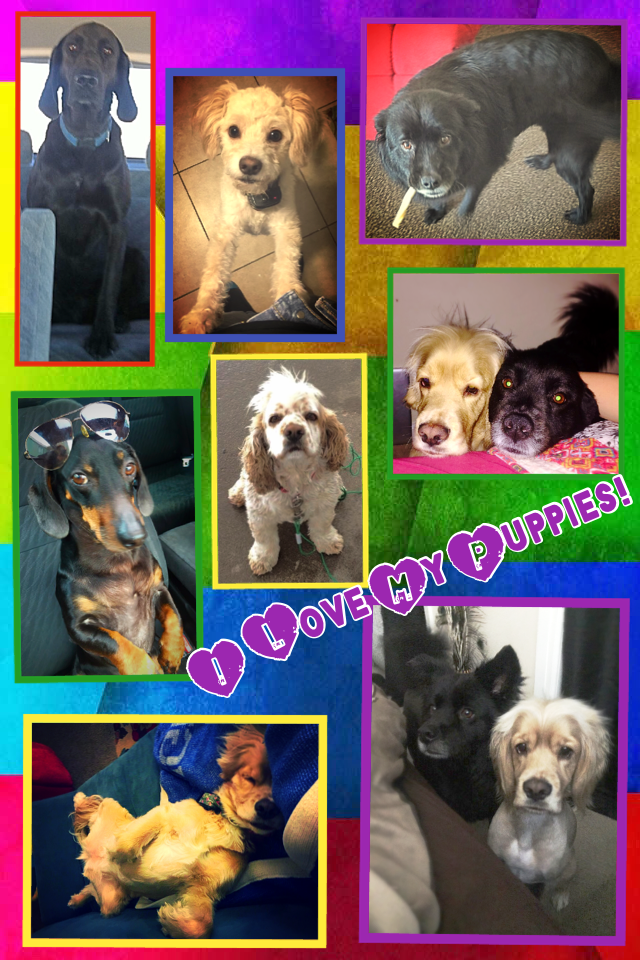 heyitsmartha's tweet photo. I love all my puppies! 
Happy National Doggie Day!  http://t.co/hEnrvBWynX http://t.co/U7R0aWv9RR