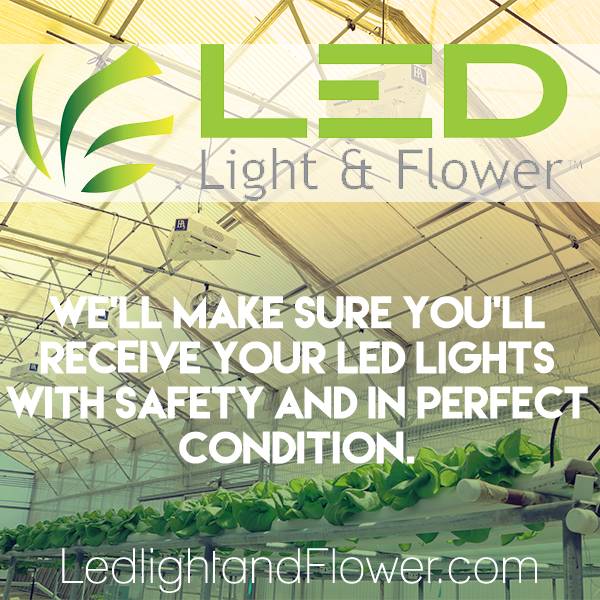 AltaLEDChips's tweet photo. We'll make sure you receive your #LEDLights with safety &amp; in perfect condition
#HP4S #LEDLightandFlower #GrowWithLED http://t.co/OIiq4ZWEbP