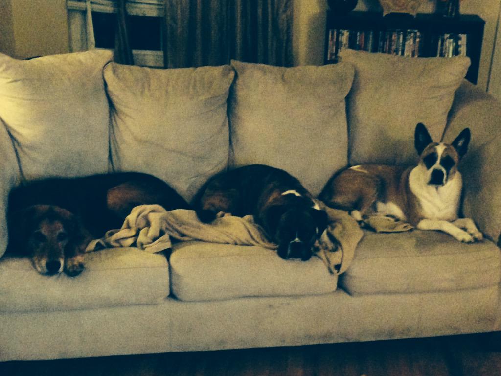 OFPStrength's tweet image. My monsters #NationalDogDay
