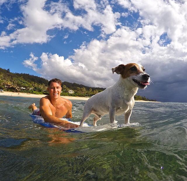 SurfAquashop's tweet photo. National dog day! 🐶 because no matter how they always manage to put a smile on our face #surf #surfingdog #wave http://t.co/9EAqceWPgq