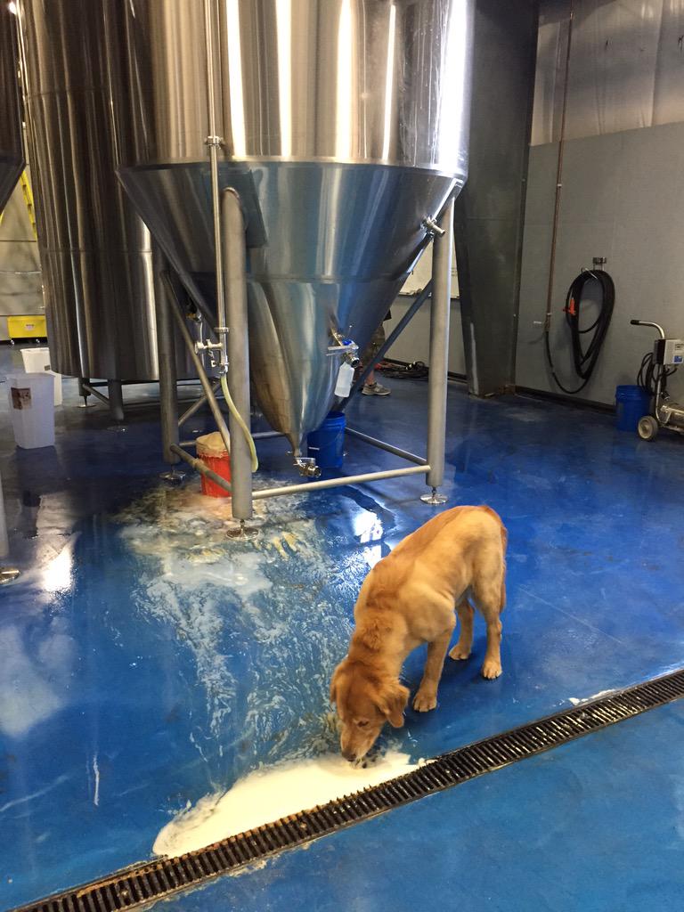 TheJeffreyNYC's tweet photo. It's #NationalDogDay - show us great pics of your loved 1, best pic gets a beer on us! Jameson beer'n at the brewery http://t.co/XAd138n9Zc