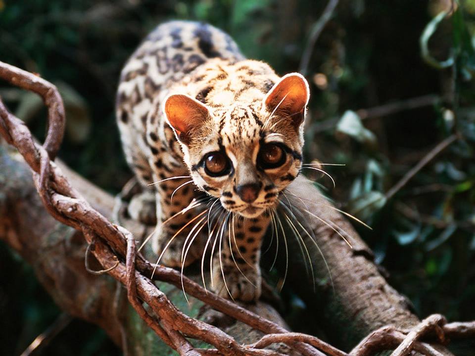 SleepingGiantBz's tweet photo. Did you know that Belize has the only Jaguar Preserve in the world? Of the 5 cats, #margays are the most interesting! http://t.co/thiUn8EQwh