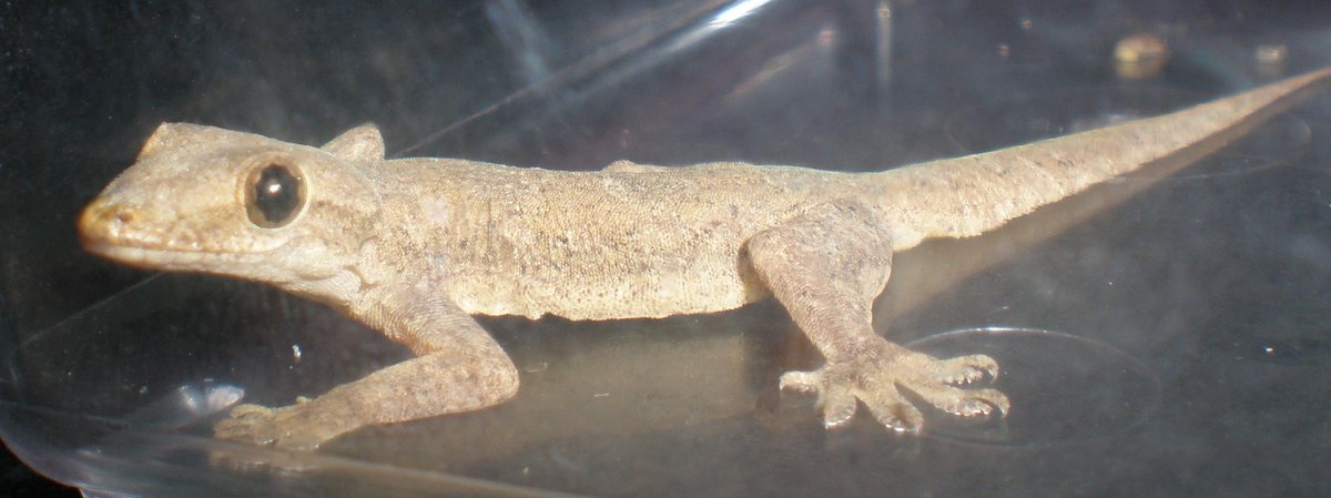 Iki rungokno RT <a href="/kurniawan_fj/">Kurniawan FJ</a> cecak munine pie?