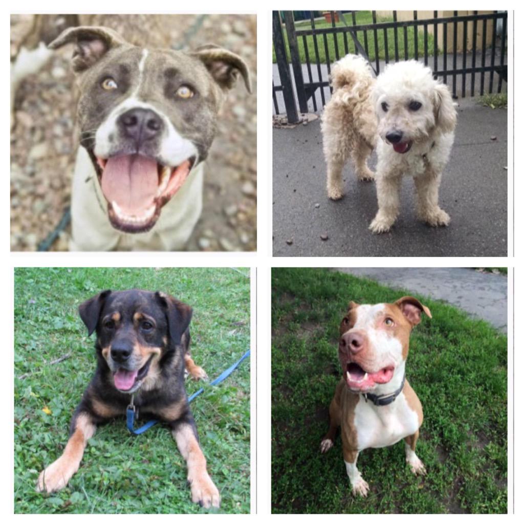 The shelter is constantly full of all types of dogs! Celebrate #NationalDogDay and come find your new bff! #adopt