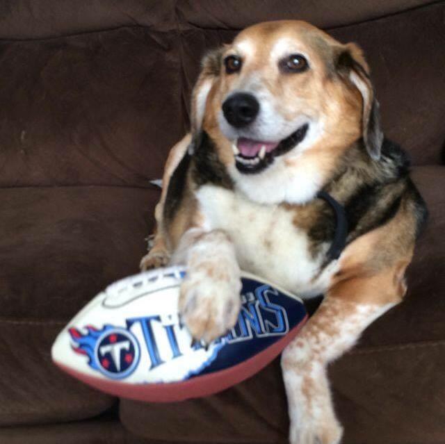 MrSteveGriffith's tweet photo. @Titans #nationaldogday. Favorite family member that LOVED Titans game day. #ripshack!! http://t.co/qme23wn1zF