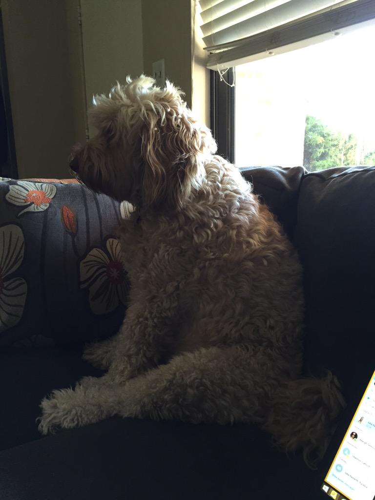 admanaswege's tweet photo. Props to my sweet boy @Boozer_CO on #NationalDogDay You're my furry devil wrapped in a puppy suit. @BarbJoyAswege http://t.co/bW5Xb6w02g