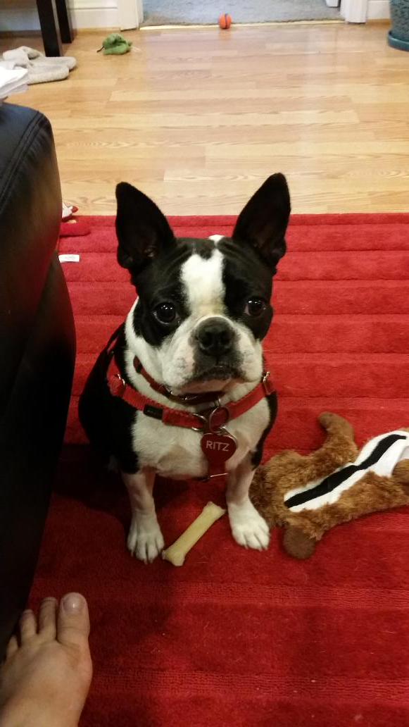 MissinWV's tweet photo. @darth #moredogslessguns #NationalDogDay http://t.co/xqvHpGG3tR