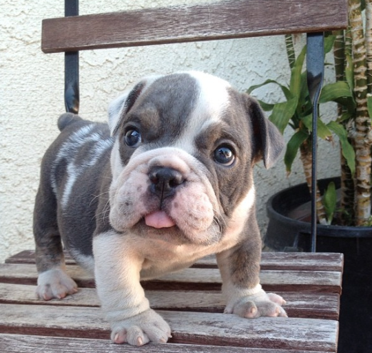 Wheels_City's tweet photo. #DiaNacionalDelPerro Nuestra Mascota http://t.co/2OlQ5IDMOg