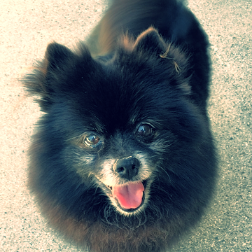 PaulaAbdul's tweet photo. Happy #NationalDogDay! Samuel has excellent manners, loves to cuddle! ..AND he needs a home! http://t.co/p5kBIUEpYf http://t.co/I1hlRcHknb