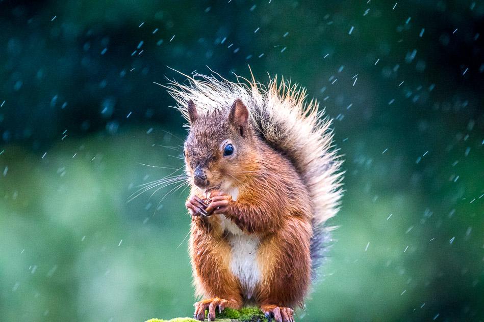 wildlife_news tweet picture