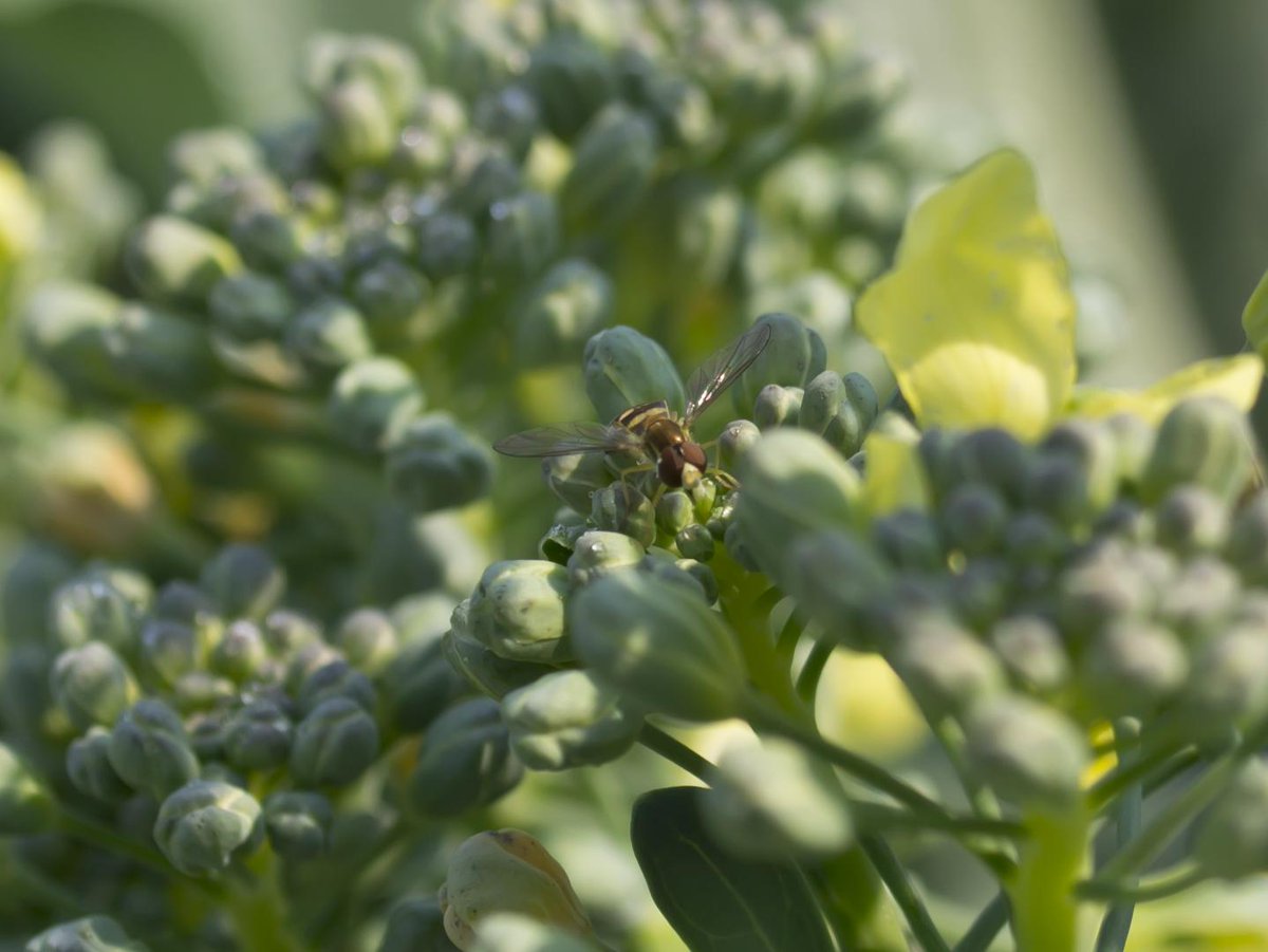 theurbanladybug's tweet photo. We planted broccoli this year... not for us, but for the bees! "Caught" this tiny little guy today :) #gardening http://t.co/pxXbTrSfxQ