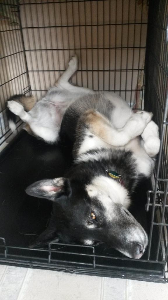 moons21's tweet image. What better way to spend #NationalDogDay than lazing around in a box. @Jobegone