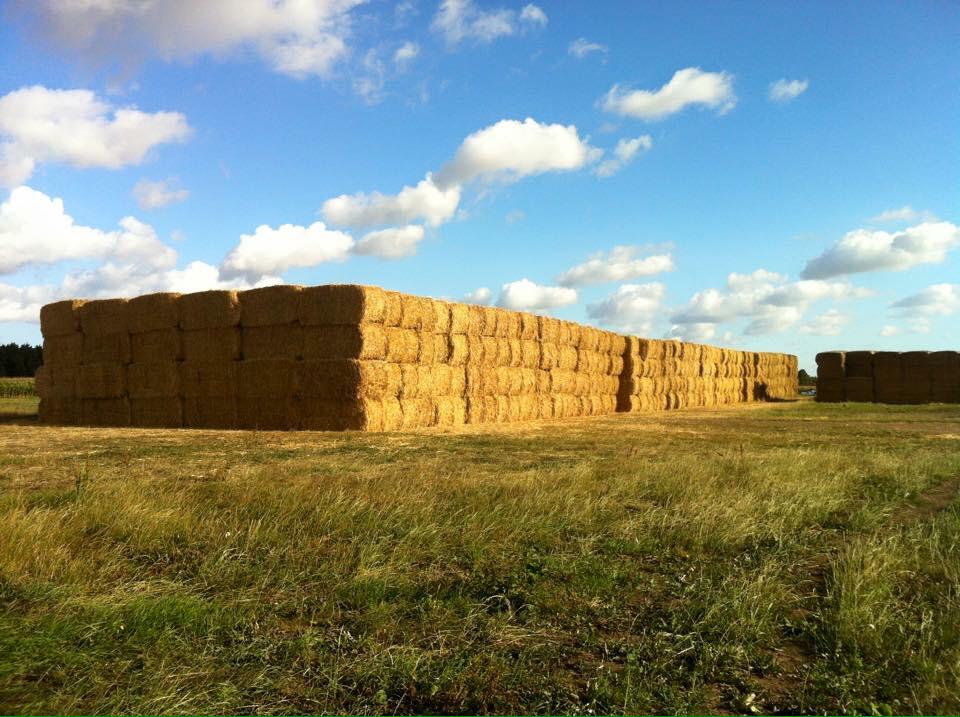 Här var det 840 ton halm! 1680 st balar. Våra kossor kommer att sova mjukt o gott i vinter!