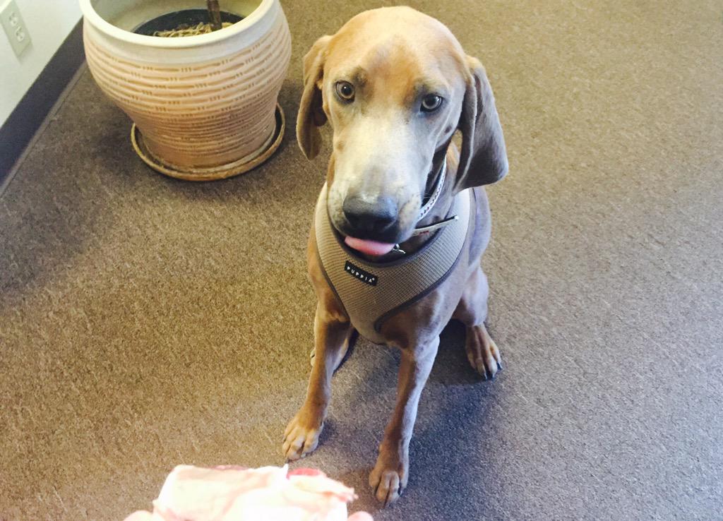 KinerComm's tweet image. Happy #NationalDogDay from Buckeye.