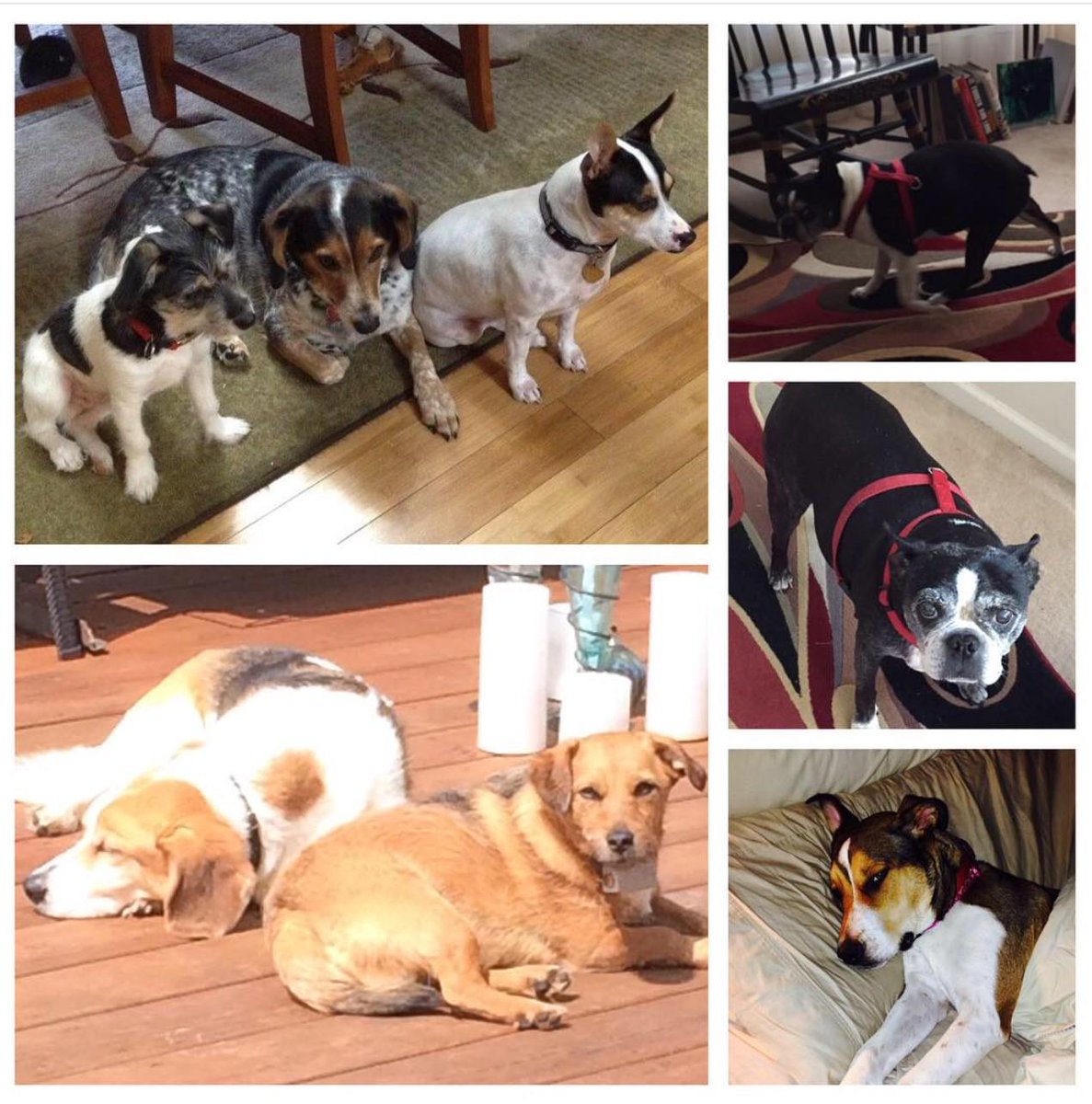 visitsouthbend's tweet photo. Our #visitsbm staff is spreading our puppy love on #nationaldogday... use #mysbm to share your puppy pic! http://t.co/ulQD9tmZg8