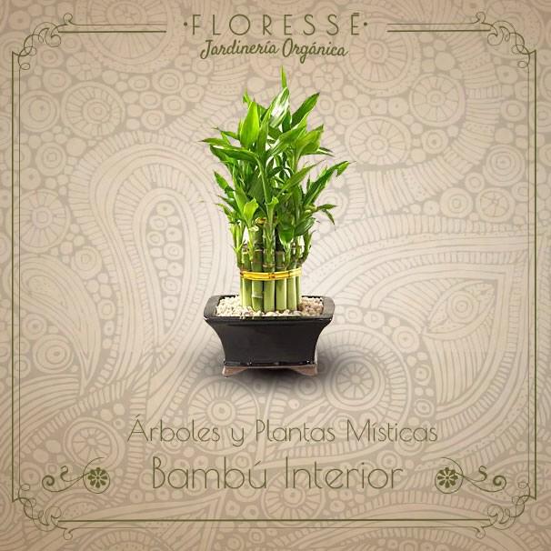 FloresseMaria's tweet photo. Proporciona una maravillosa energía en las personas y animales, aumenta nuestra creatividad y sensibilidad. http://t.co/3DRIy60GUT