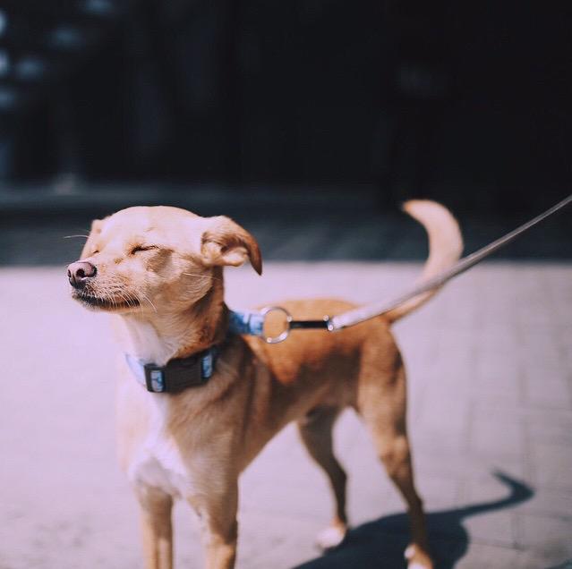 EnticeDivinity's tweet image. #NationalDogDay My baby! He's the cutest. 😍❤️