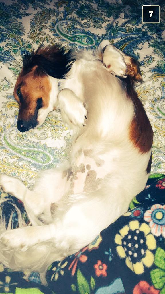 Trever_Held's tweet photo. Happy #NationalDogDay #frank #weinerdogs4life http://t.co/l2mv1yVEv5