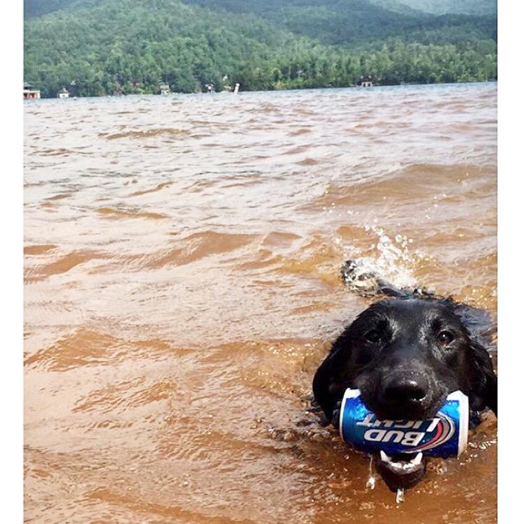beerlovesLNK's tweet photo. Happy #NationalDogDay to our most loyal friends! #BudLight #BeerLovesYou http://t.co/HWd7AmDjyF