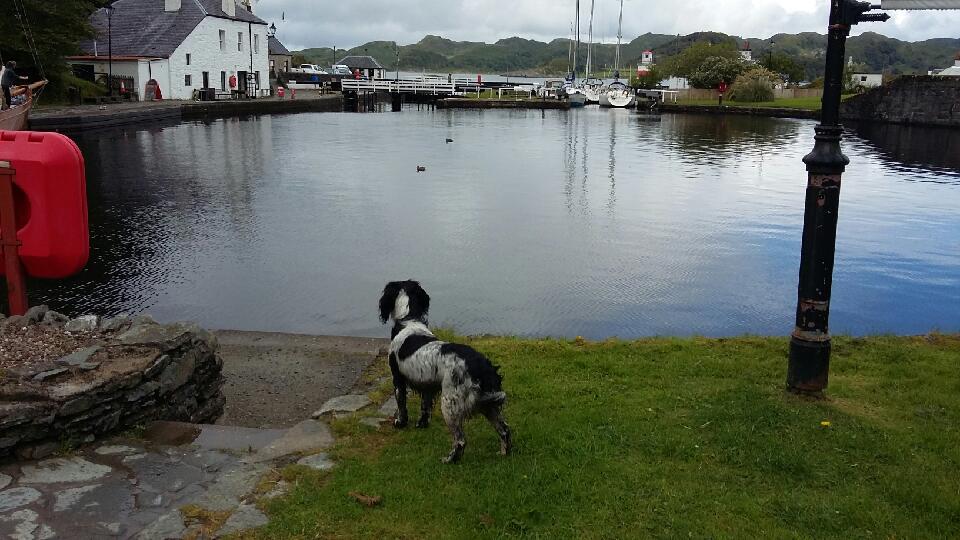 In the sunshine <a href="/skyethespringer/">Skye</a> and friends enjoying their day out today following the Crinan Canal <a href="/DiscoverScotlnd/">Discover Scotland</a>