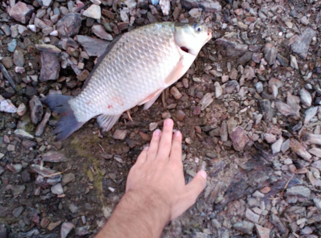 Plataforma de Aficionados a la Pesca [P.A.P.]