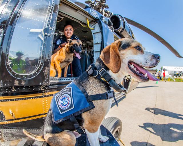 CBP's tweet image. #CBP thanks and honors our hard working K9 partners on #NationalDogDay!