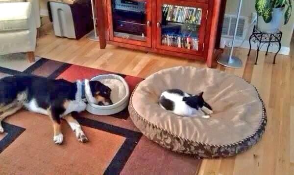 MichaelDAClarke's tweet image. "As it's #NationalDogDay - maybe I can sleep in my own bed tonight? No? Ok."