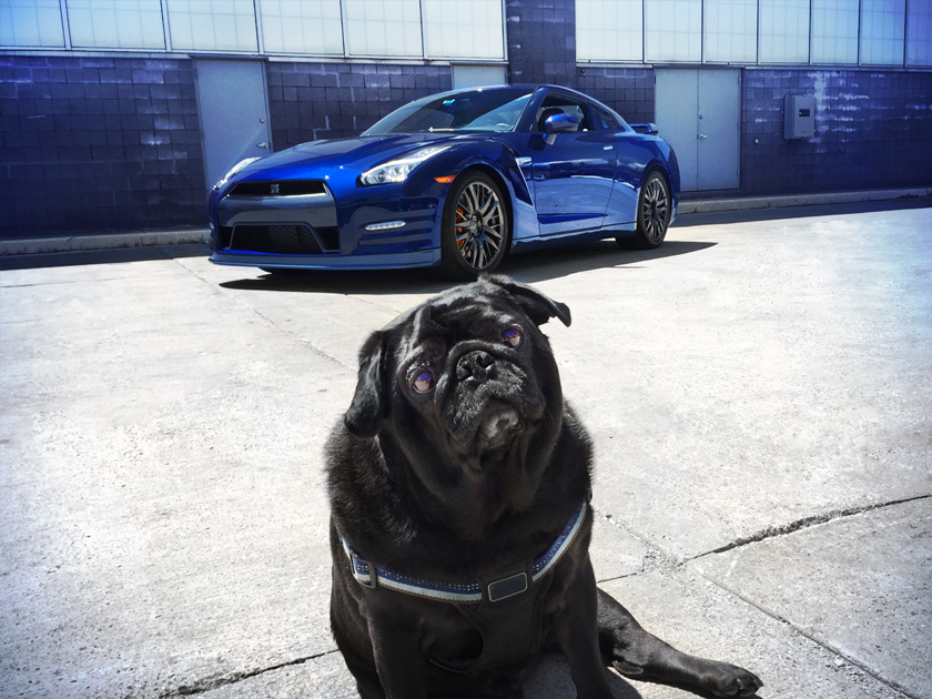 Why take him on a walk when he really wants a ride? #NationalDogDay Photo credit: Nick K. and #MerlintheCarPug
