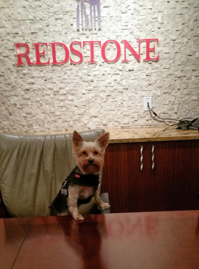 PamPesterCCIM's tweet photo. Happy #NationalDogDay Oliver #tbtdogs http://t.co/WR1dNOjIU6
