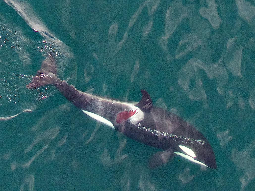 Vancouver Aquarium researchers and <a href="/NOAA/">NOAA</a> are monitoring a killer whale injured by boat: ow.ly/RpCgZ