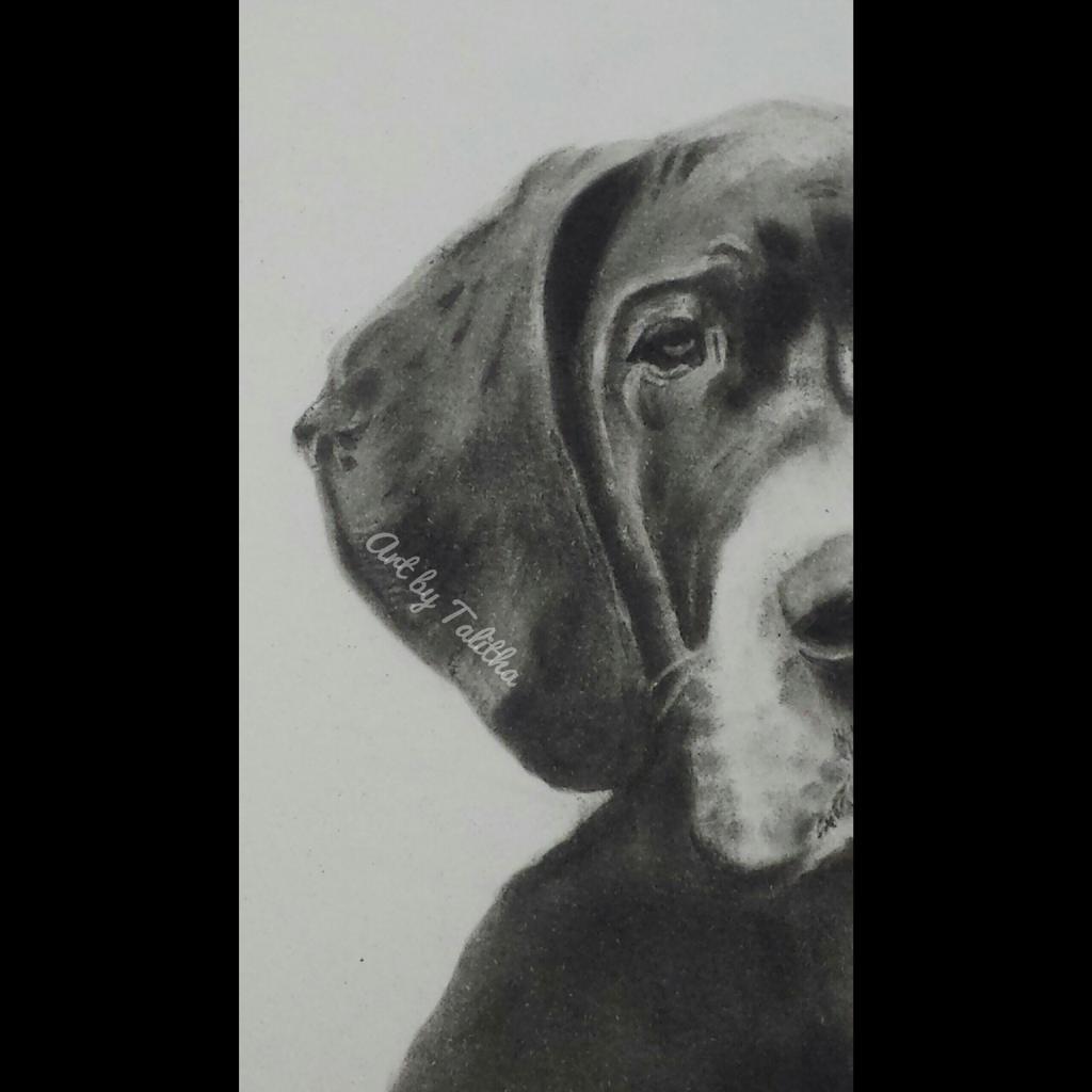 national great dane day