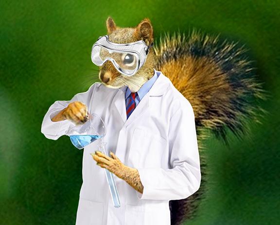 isu_squirrels's tweet photo. @Chemistry_ISU @ISU_Hero Chemically speaking, Smiling is almost as good as eating Nuts. #SquirrelFacts #NuttyFacts :) http://t.co/RKP1cdoqh3
