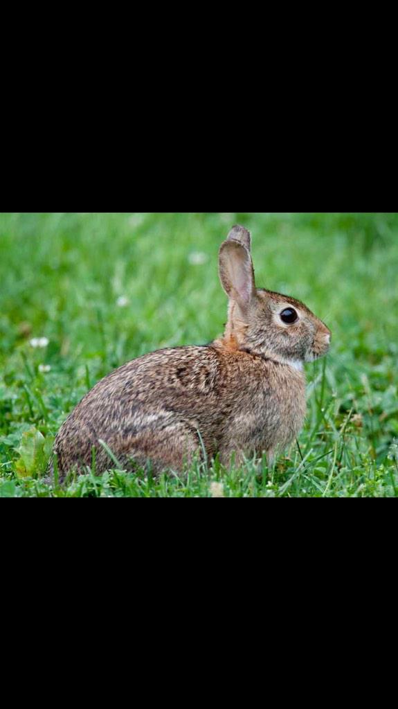 17 more days till the official start of the grouse season! Literally can't wait #GloriousTwelfth #game #Ibiza