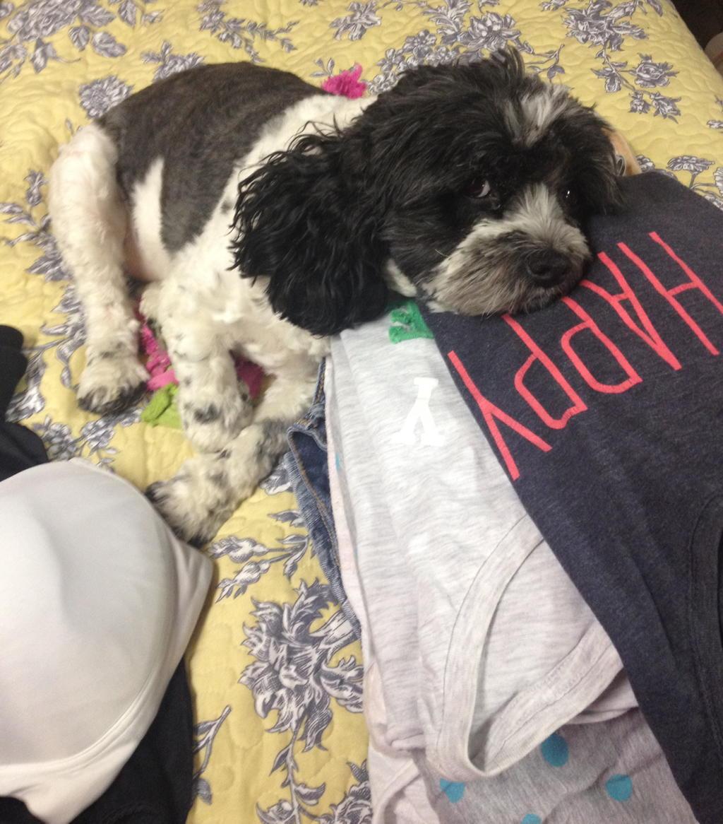 DaniClarice's tweet photo. I enjoy the irony of her looking unamused while laying on a 'happy' shirt. #nationaldogday http://t.co/WjaKGFQazL