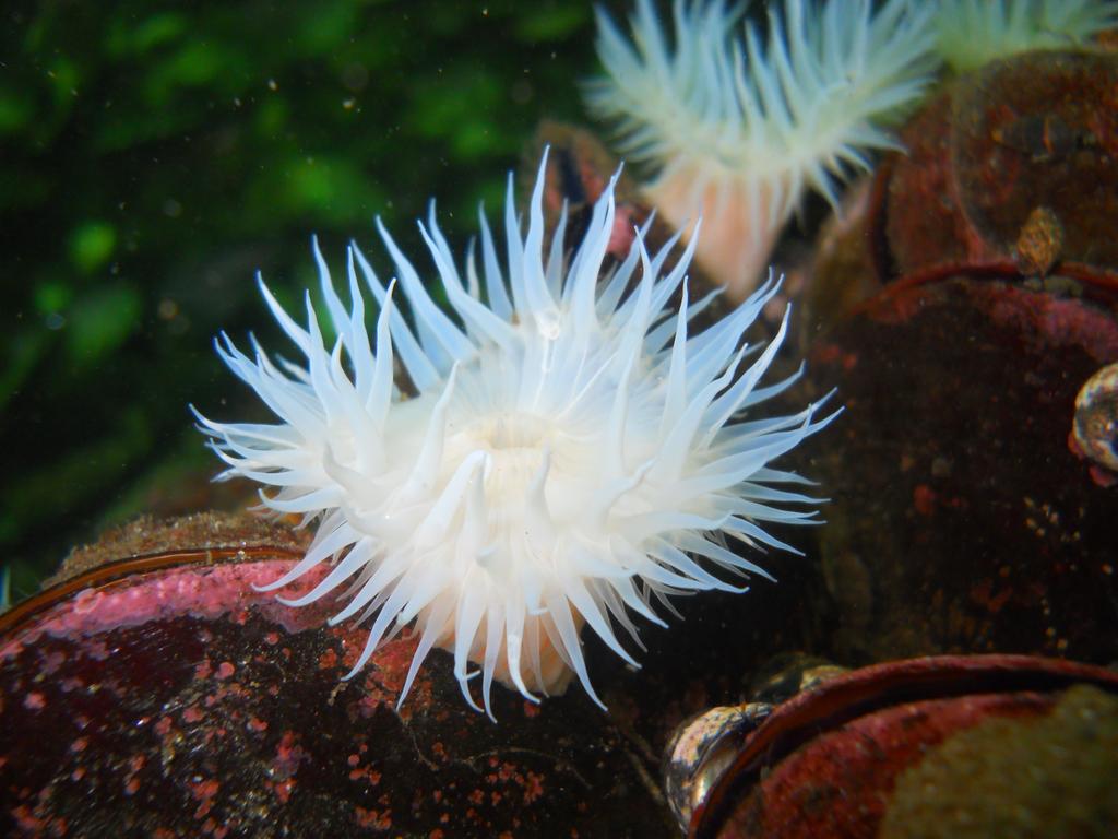 BuceoOceano's tweet photo. #Buceo en #Antofagasta Un maravilloso Mundo por descubrir! Bellas Anemonas de mar! http://t.co/EzoFVo6Ngc