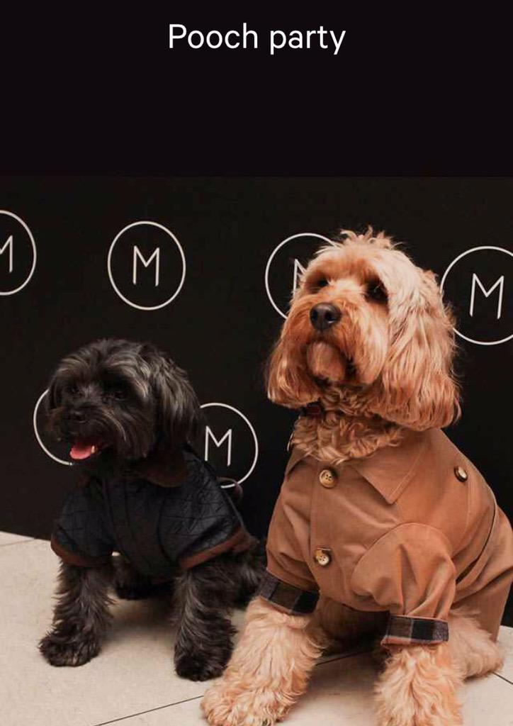 cheekyweekends's tweet photo. We loved @mrestaurants_ pooch party check out #3kindsofice #app for #NationalDogDay #eatingout #london #restaurants http://t.co/EMYuSF6Vt5