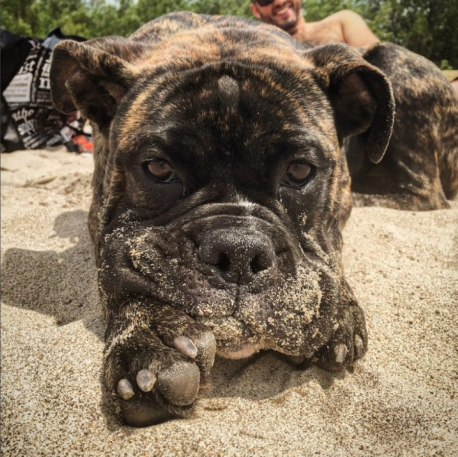 Jgreengo's tweet photo. .@CBCHamilton For #NationalDogDay , meet Mortimer. Likes other dogs, stuffed turtle toys and ice cubes. http://t.co/sKFPblHQoY