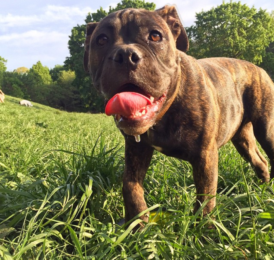 Jgreengo's tweet photo. .@CBCHamilton For #NationalDogDay , meet Mortimer. Likes other dogs, stuffed turtle toys and ice cubes. http://t.co/sKFPblHQoY