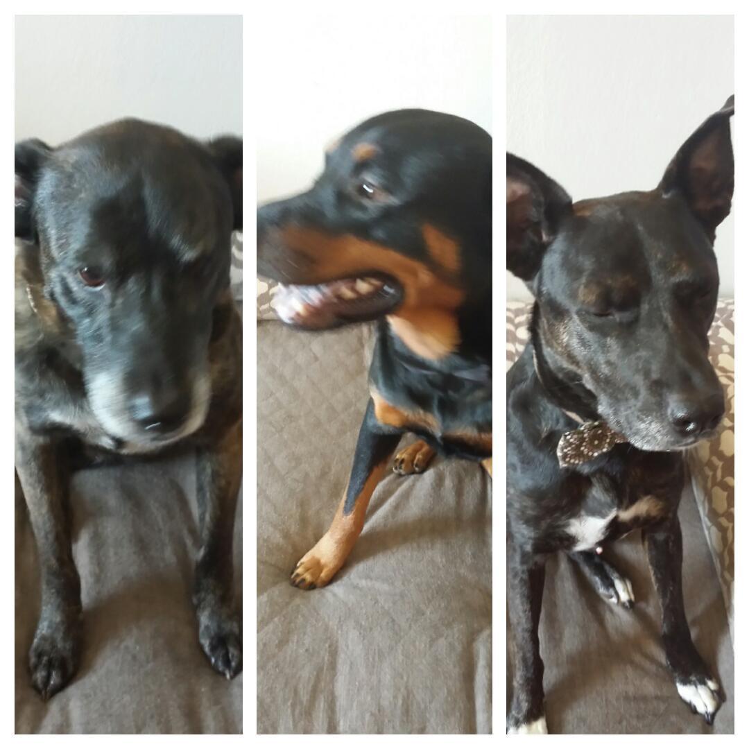 BrittRobbins84's tweet image. My #photofail for #NationalDogDay  #instadogs