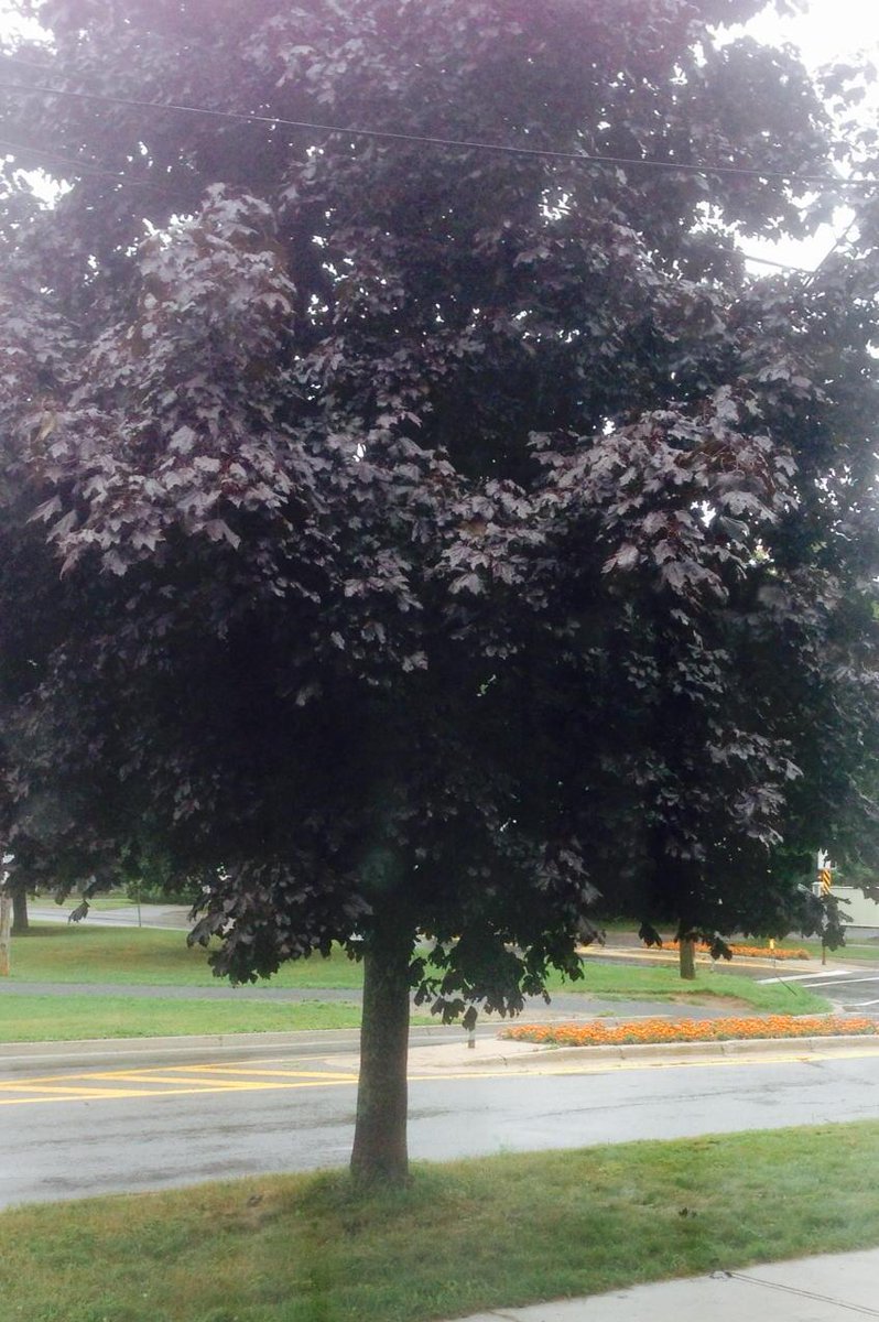 Crosscut2010's tweet image. A wet day in the hood. 4 months today St Nick will be finished for the season. :-)