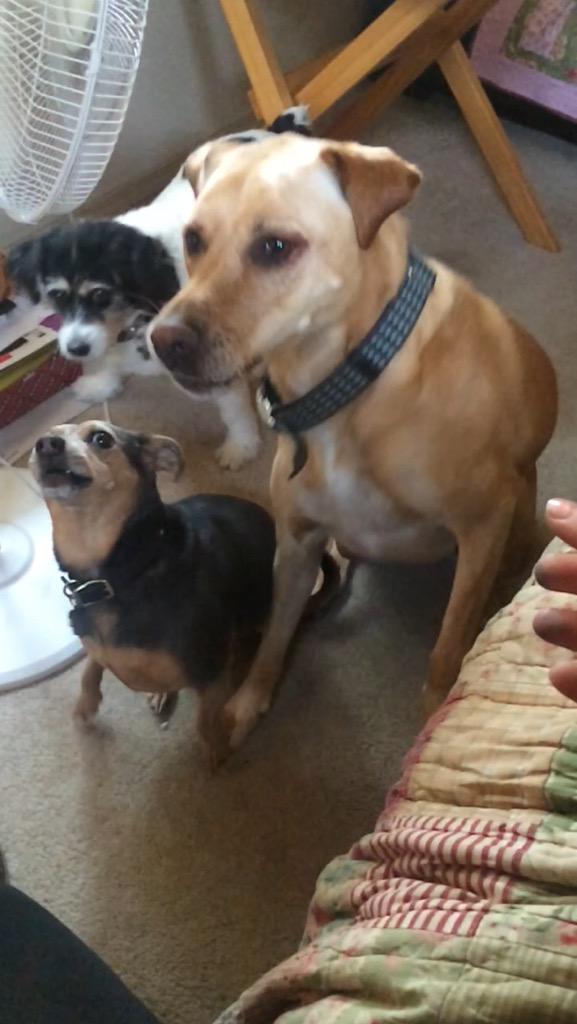 madisonschiell6's tweet image. Happy National Dog day to these 5 freaks ❤️😘🐶