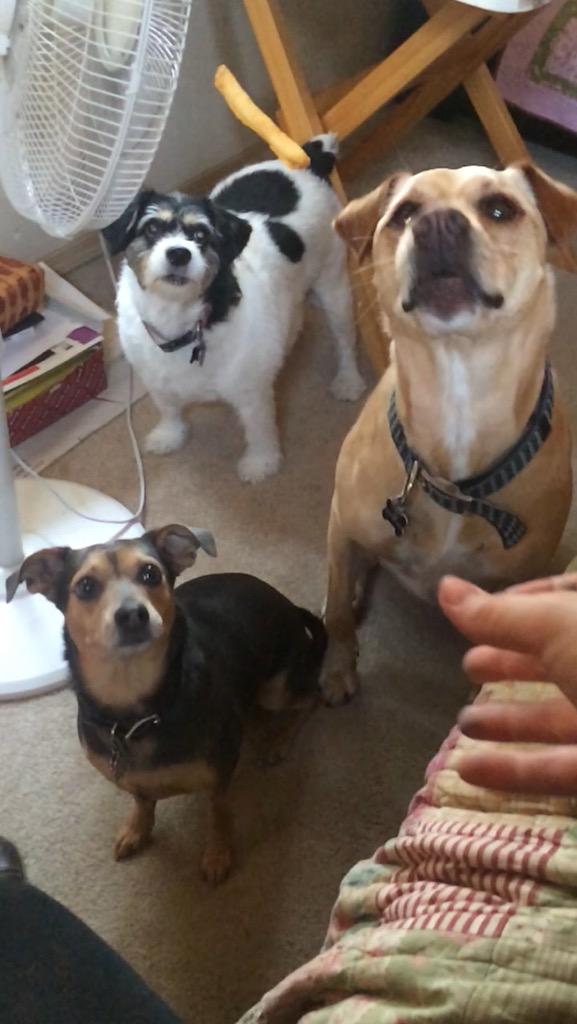 madisonschiell6's tweet image. Happy National Dog day to these 5 freaks ❤️😘🐶