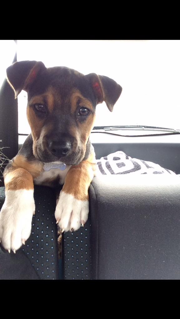 madisonschiell6's tweet image. Happy National Dog day to these 5 freaks ❤️😘🐶