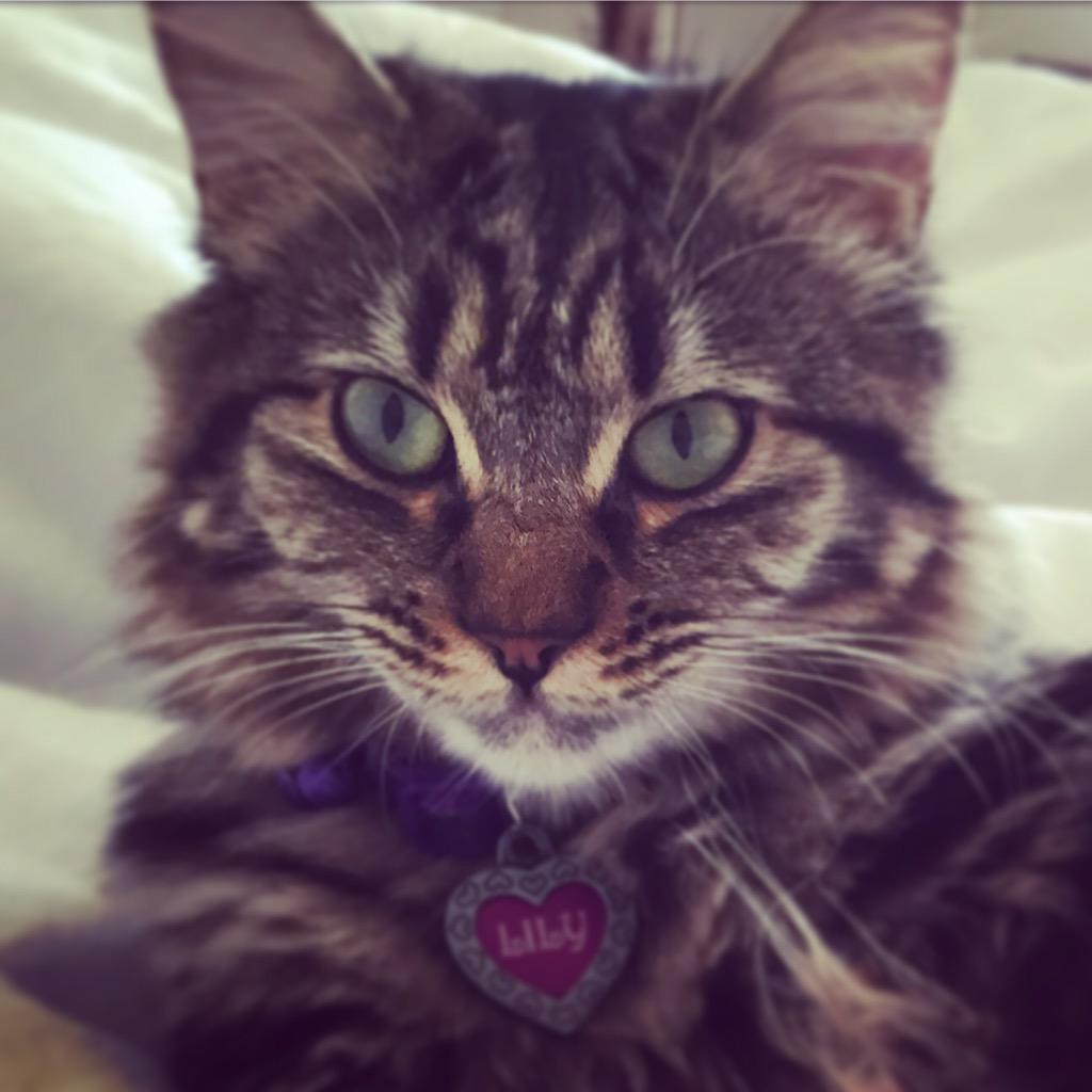PrettyLilyKitty's tweet photo. #Selfie! http://t.co/YbxxpleiS3