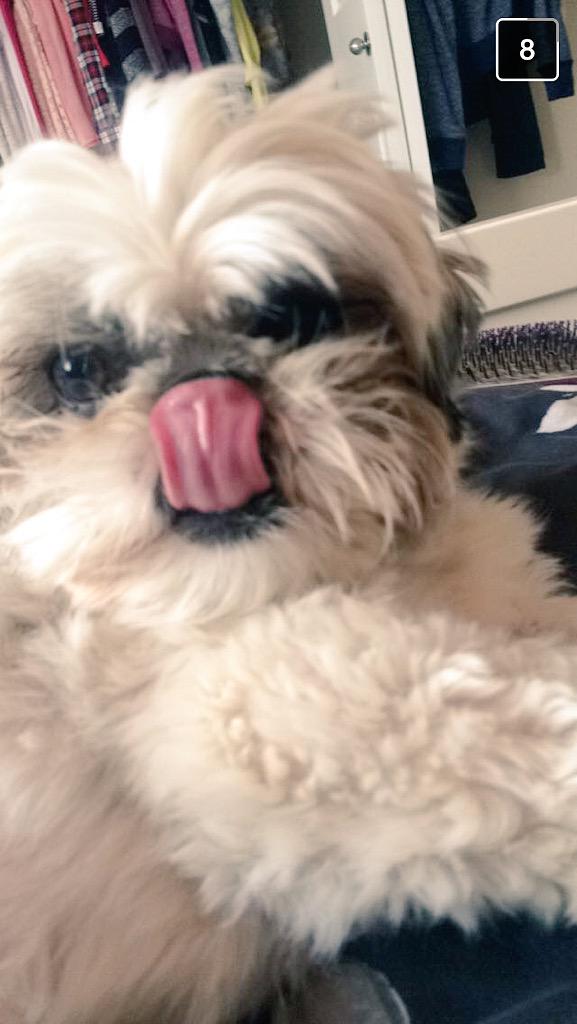 MerdyMcBirdy's tweet photo. My mom said they'd be mad if I didn't post for #NationalDogDay #Pheebs #Peans #OaksMcGoats and #Boo 👻 http://t.co/4YuOJP9S7d