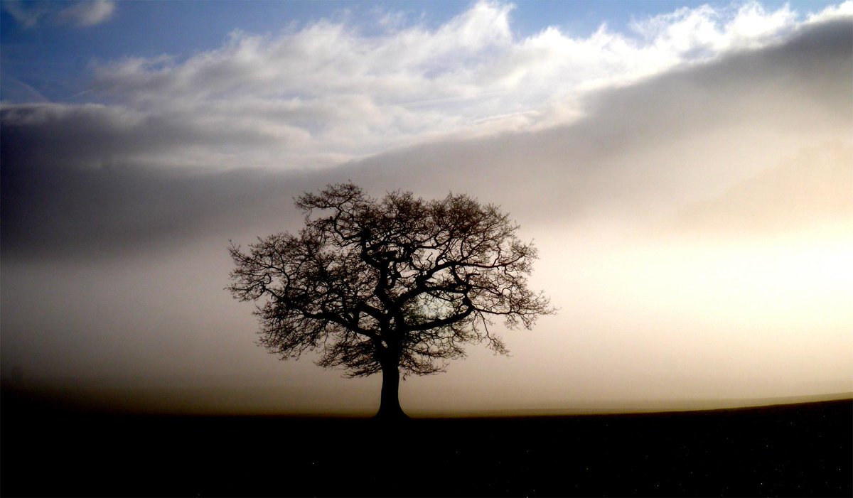 Susan Fernández Dawe tweet media